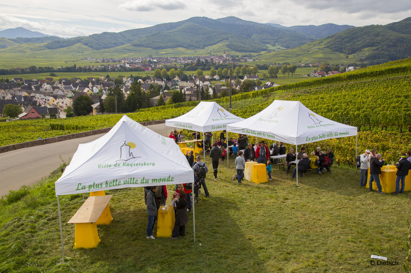 Vue sur le vignoble depuis la marche gourmande de Sigolsheim